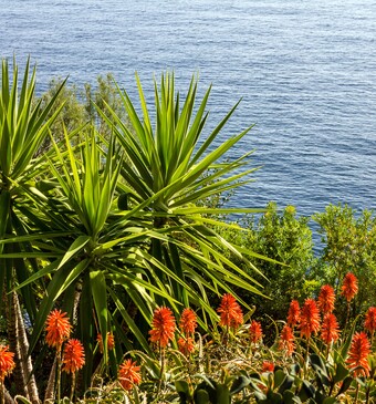 Aloë Vera aan zee