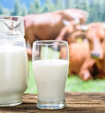 Twee glazen melk met twee koeien op de achtergrond.