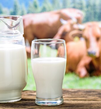 Twee glazen melk met twee koeien op de achtergrond.