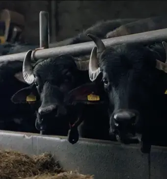 Waterbuffels