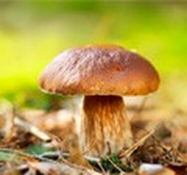 Niet plukken: paddenstoelen