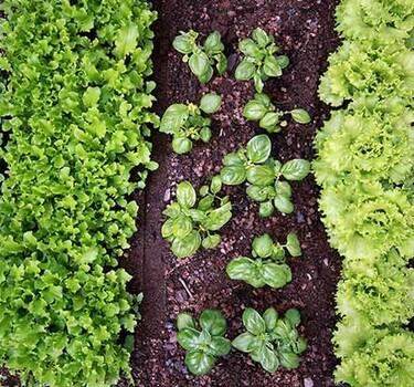 10 moestuintips van de tuinders