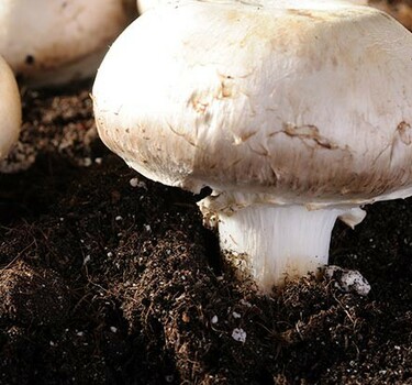 Zelf paddenstoelen kweken