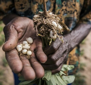 Steun de boeren in Zimbabwe met Share a Seed
