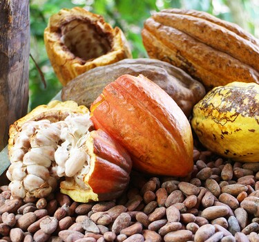 Cacaoboon DR