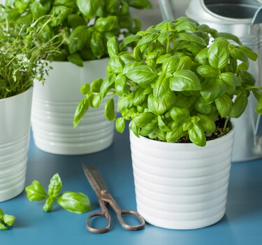 Verse kruidenplanten verzorgen