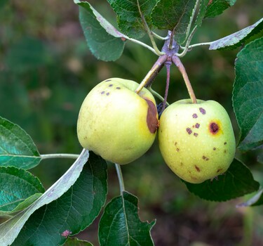 fruit