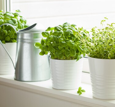 Kruidenplantjes