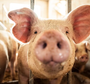 Eigen varkens slachten