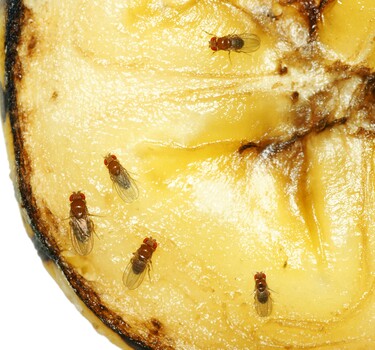 fruitvliegjes