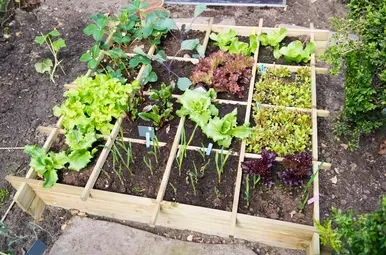 moestuin