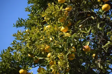yuzu