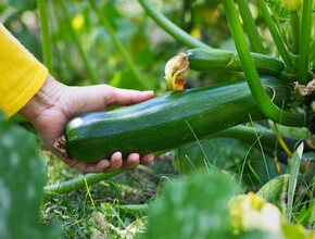 courgettesoep moestuin