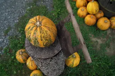 pompoenpitolie maken uit steiermark