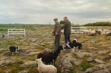 Hugo Maakt Kennis: Ierland- Schapen