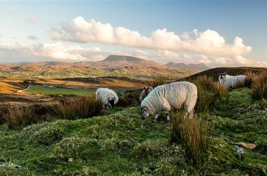 Hugo maakt Kennis: Ierland