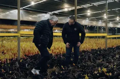 Oogsten door ‘forceren’