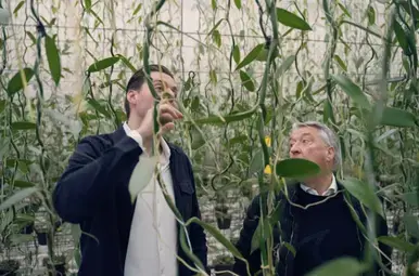 Vanilleplant