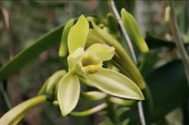 Orchidee