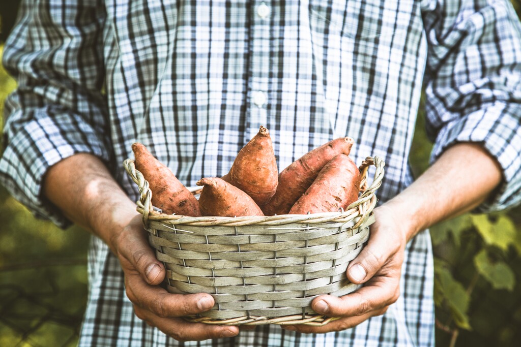 2. Voedingsstoffen in zoete aardappelen