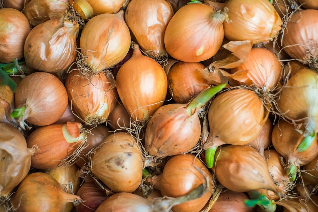 Kan Ik Uien Nog Eten Als Ze Al Zijn Uitgelopen 24kitchen